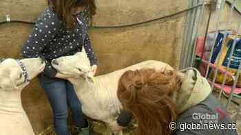 Sheep farmers see increased demand from ethnic market in Saskatchewan