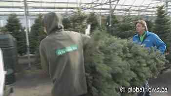 Christmas tree lots reporting shortages
