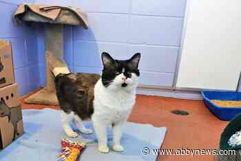 Three of five cats freeze to death after being left in wire crate in South Okanagan