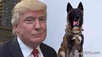 President Trump's Medal For ISIS-Killing Dog Conan Made by Special Ops