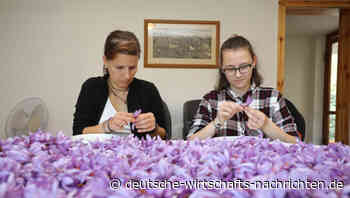 Safran: Deutschland will beim Geschäft mit dem teuersten Gewürz der Welt mitmischen