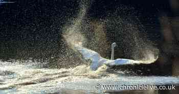 Stunning images show how nature has returned to once heavily polluted river