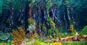 This Is an Extinction Crisis, and Some Species Are Loving It