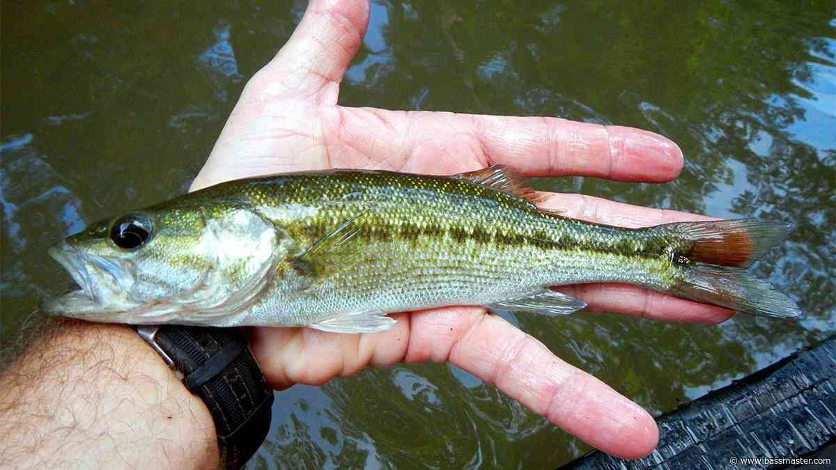 Alabama bass invasion