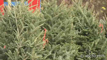 Christmas tree sales expected to surge this year, fueled by millennials
