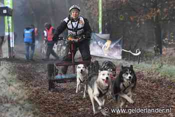 Wonderlijk gezicht: sleurende honden in bossen bij Landhorst