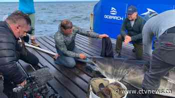 What are great white sharks doing off Canada's East Coast?