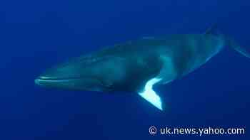 Minke whale found beached underneath Battersea Bridge