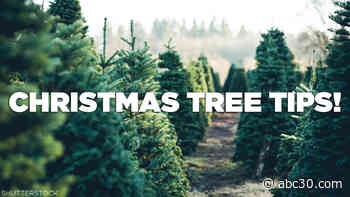 8 tips for buying, maintaining the perfect Christmas tree