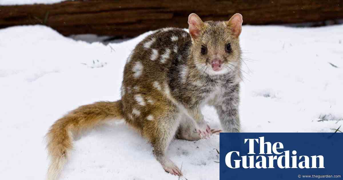 Fact check: how credible is the war on Australia’s environmental 'green tape'?