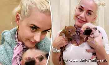 Katy Perry can't wipe smile off her face as she cuddles up with tiny mini-piglets at a cafe in Tokyo