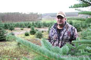 Gefahr für Vögel? Fränkischer Christbaum-Anbauer wehrt sich gegen Vorwürfe