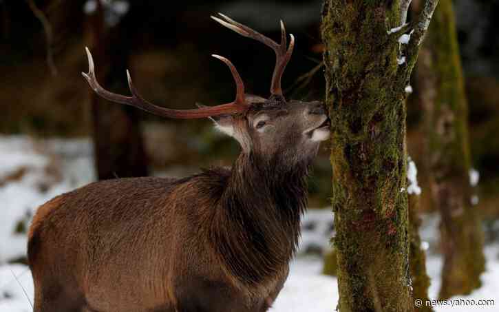 Scotland's red deer population being brought under control thanks to surge in culling