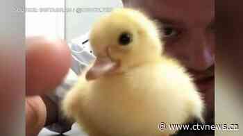 Big-hearted paramedic adopts duckling abandoned by its mother