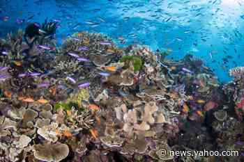 Damaged coral reefs could be restored using underwater loudspeakers
