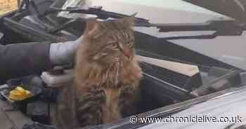 Video of cat trapped under bonnet shows why you must bang on the hood before driving in cold weather