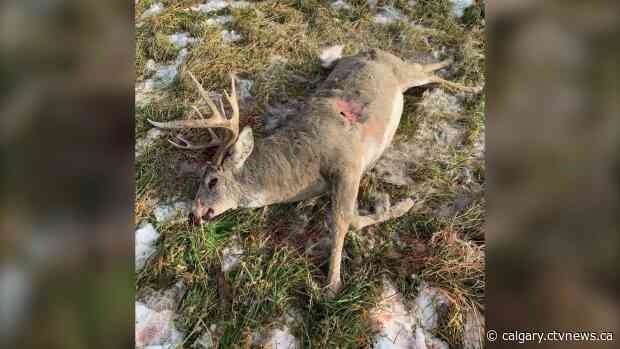 Fish and Wildlife looking to ID poachers after dead buck found south of Calgary