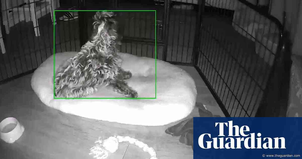 Puppy startled by sonic boom heard across London – video