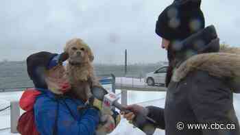 Here's how Torontonians are weathering today's storm