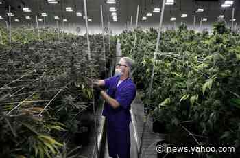 Pot never should have been illegal in the first place