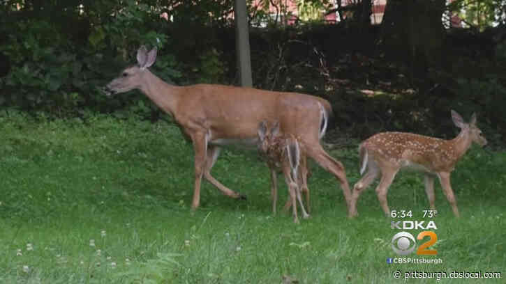 Hunters React To Video Of Alleged Deer Torture