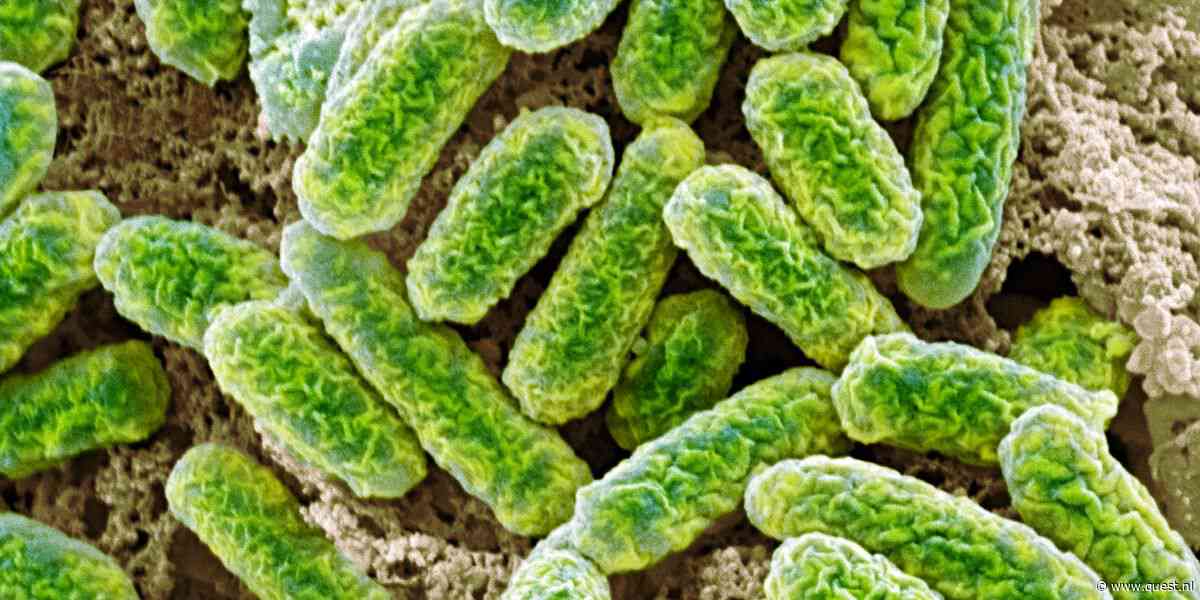 Gaan bacteriën het klimaatprobleem opeten?