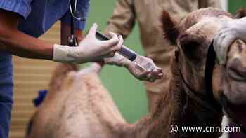 Inside Dubai's $10 million camel hospital