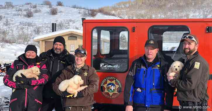 Great Pyrenees puppies found abandoned in Utah mountains
