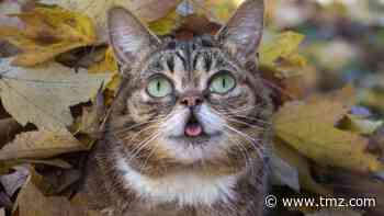 Celebrity Cat Lil Bub Dead at 8