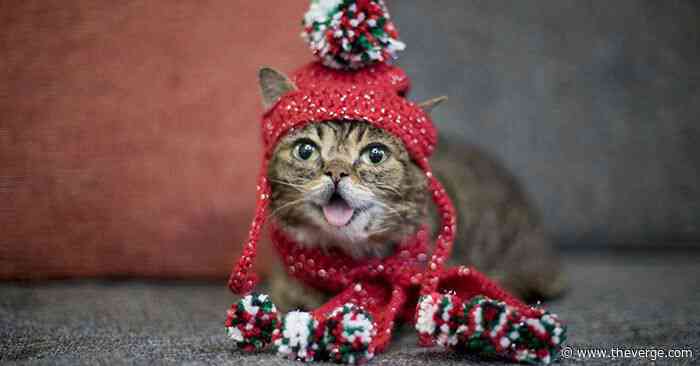 Internet celebrity cat Lil Bub has died