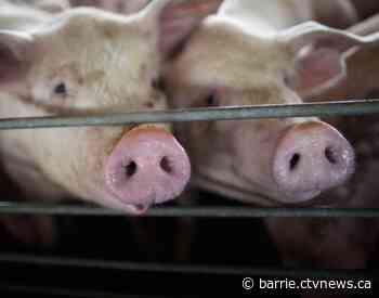 Ontario introduces bill to protect farmers from animal rights activists