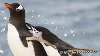 Study looks at impact of krill availability on Antarctic penguins