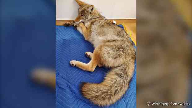 Unconscious coyote wakes up in car after being hit by a vehicle