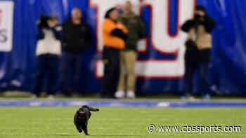 Bengals break curse as NFL cat teams are now 1-14 since black cat ran onto field at MetLife Stadium