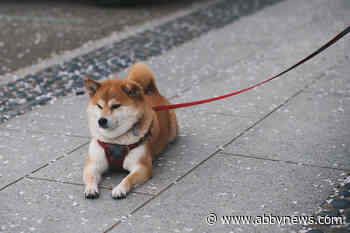 Vancouver woman must pay $1,110 after dog bolts from elevator and bites Shiba Inu