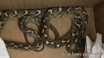 Snake survives 5,000-mile lorry journey from India to Essex