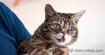 Lil Bub and the Death of Cuteness