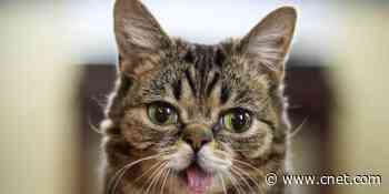 Lil Bub, a cat beloved by the internet, dies at age 8     - CNET
