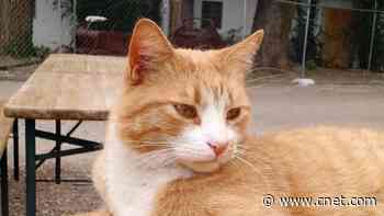 'Cat whisperers' are real and they can read feline faces     - CNET