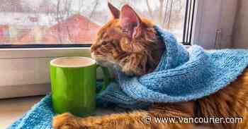 BC SPCA reminds pet owners not to leave their animals outside in the cold