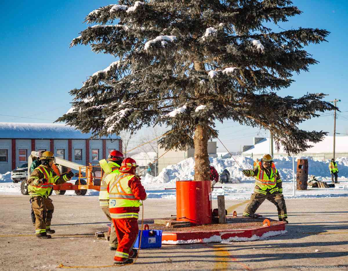 Photos: Just dropping in, Hythe air-drops 41-foot tree for Christmas