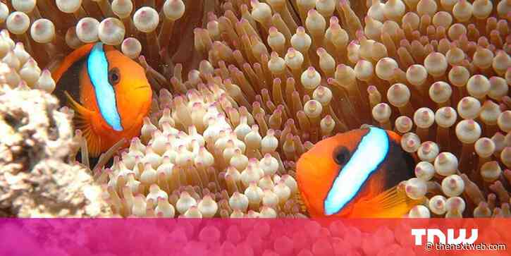 Scientists lured fish back to The Great Barrier Reef by making it sound alive