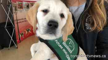 'She changed my life': Giving Tuesday push to fund one $25K dog guide