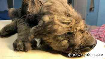 Russian scientists present prehistoric puppy