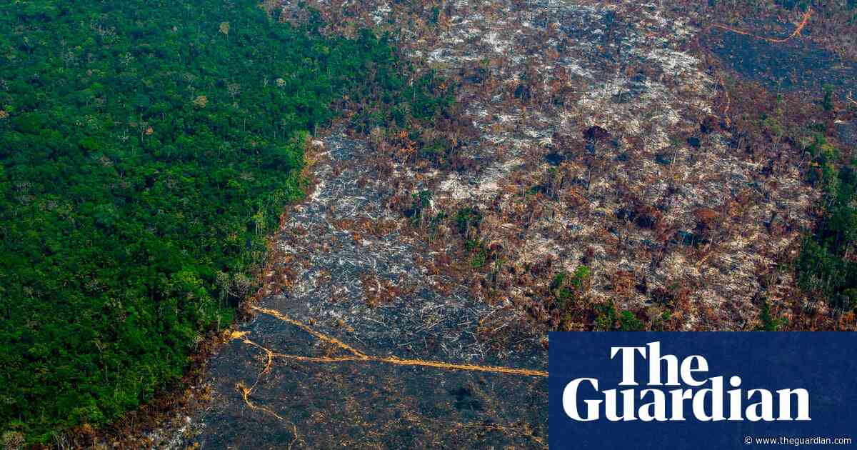 UK firms urge Brazil to stop Amazon deforestation for soy production