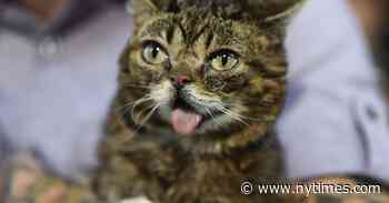 Lil Bub, Pioneer in Internet-Famous Cats, Dies at 8
