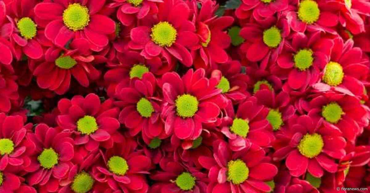 Betere prijzen voor snijbloemen en kamerplanten in november dan vorig jaar
