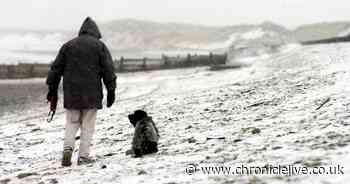 What every dog owner needs to know when walking their pet in winter weather