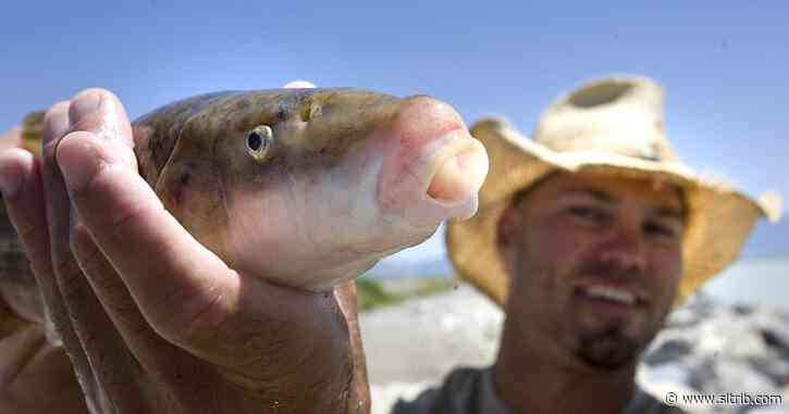 Utah Lake’s endangered June suckers are bouncing back
