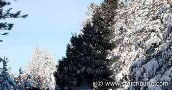 Official state Christmas tree goes in place today outside governor's residence